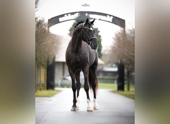 KWPN, Stallion, 3 years, 16.2 hh, Black
