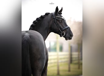 KWPN, Stallion, 3 years, 16.2 hh, Black