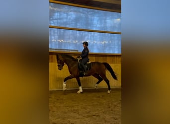 KWPN, Stallion, 3 years, 16.2 hh, Brown