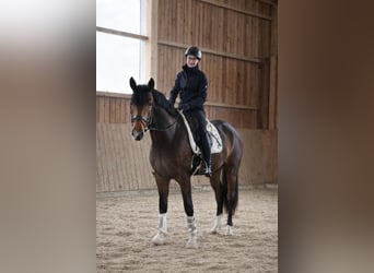 KWPN, Stallion, 3 years, 16.2 hh, Brown