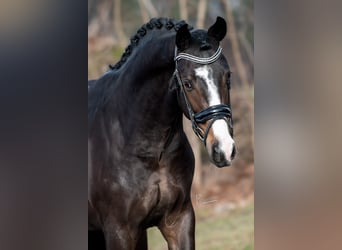 KWPN, Stallion, 3 years, 16.2 hh, Brown