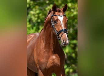 KWPN, Stallion, 3 years, 16.2 hh, Brown-Light