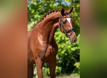 KWPN, Stallion, 3 years, 16.2 hh, Brown-Light
