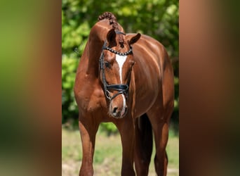 KWPN, Stallion, 3 years, 16.2 hh, Brown-Light