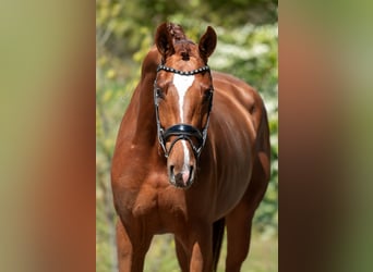 KWPN, Stallion, 3 years, 16.2 hh, Brown-Light