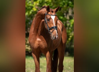 KWPN, Stallion, 3 years, 16.2 hh, Brown-Light