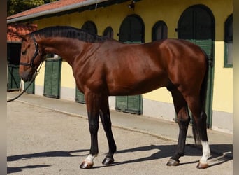 KWPN, Stallion, 3 years, 16.2 hh, Brown