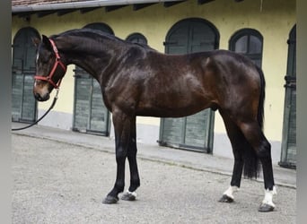 KWPN, Stallion, 3 years, 16.2 hh, Brown