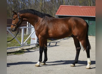 KWPN, Stallion, 3 years, 16.2 hh, Brown