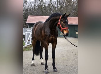 KWPN, Stallion, 3 years, 16.2 hh, Brown