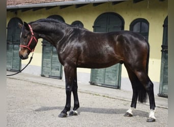 KWPN, Stallion, 3 years, 16.2 hh, Brown