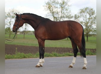 KWPN, Stallion, 3 years, 16.2 hh, Brown