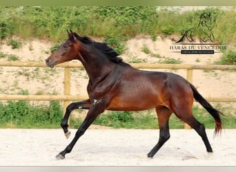 KWPN, Stallion, 3 years, 16,2 hh, Brown