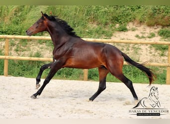 KWPN, Stallion, 3 years, 16,2 hh, Brown