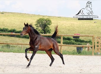 KWPN, Stallion, 3 years, 16,2 hh, Brown