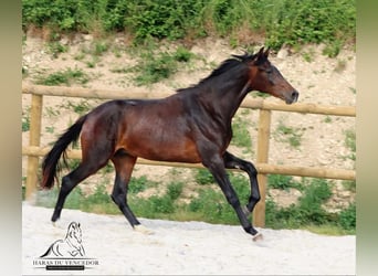 KWPN, Stallion, 3 years, 16,2 hh, Brown