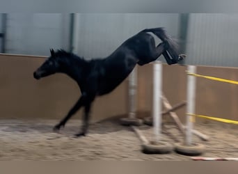 KWPN, Stallion, 3 years, 16.2 hh, Gray-Dark-Tan