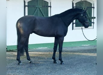 KWPN, Stallion, 3 years, 16.2 hh, Gray-Dark-Tan
