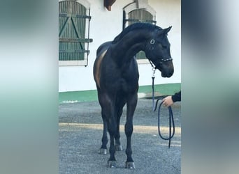 KWPN, Stallion, 3 years, 16.2 hh, Gray-Dark-Tan