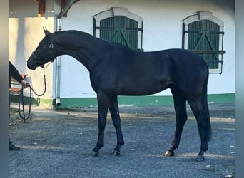 KWPN, Stallion, 3 years, 16.2 hh, Gray-Dark-Tan