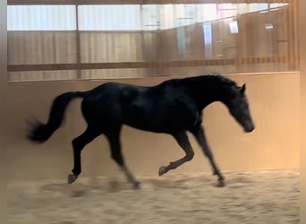 KWPN, Stallion, 3 years, 16.2 hh, Gray-Dark-Tan