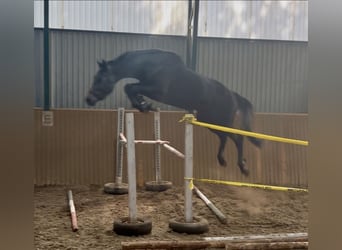 KWPN, Stallion, 3 years, 16.2 hh, Gray-Dark-Tan