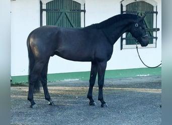 KWPN, Stallion, 3 years, 16,2 hh, Gray