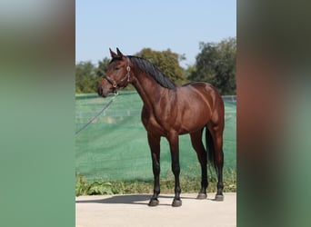 KWPN, Stallion, 3 years, 16,3 hh, Bay