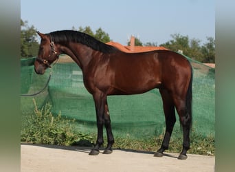 KWPN, Stallion, 3 years, 16,3 hh, Bay