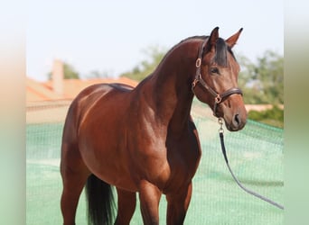 KWPN, Stallion, 3 years, 16,3 hh, Bay