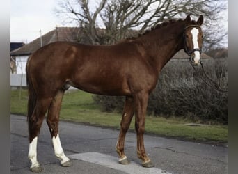 KWPN, Stallion, 3 years, 16.3 hh, Chestnut