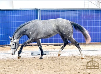 KWPN, Stallion, 3 years, 16.3 hh, Grey