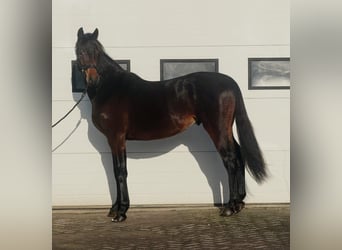 KWPN, Stallion, 3 years, 16 hh, Bay-Dark