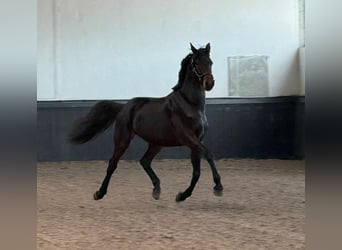 KWPN, Stallion, 3 years, 16 hh, Bay-Dark