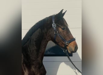 KWPN, Stallion, 3 years, 16 hh, Bay-Dark