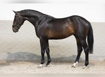 KWPN, Stallion, 3 years, 16 hh, Bay