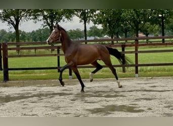 KWPN, Stallion, 3 years, 16 hh, Brown