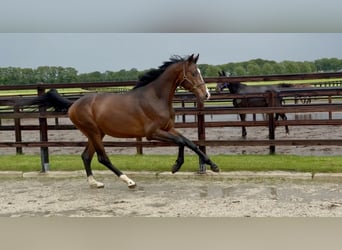 KWPN, Stallion, 3 years, 16 hh, Brown