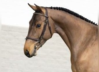 KWPN, Stallion, 3 years, 16 hh, Brown-Light