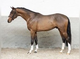 KWPN, Stallion, 3 years, 16 hh, Brown