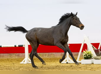 KWPN, Stallion, 3 years, 16 hh, Brown