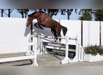 KWPN, Stallion, 3 years, 16 hh, Brown