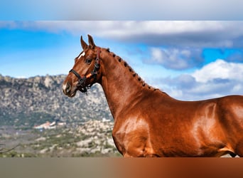 KWPN, Stallion, 3 years, 16 hh, Chestnut
