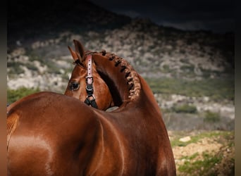 KWPN, Stallion, 3 years, 16 hh, Chestnut