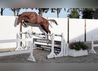 KWPN, Stallion, 3 years, 16 hh, Chestnut