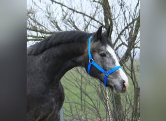 KWPN, Stallion, 3 years, 16 hh, Gray