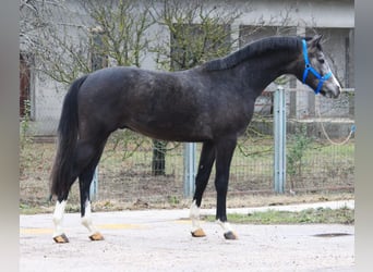 KWPN, Stallion, 3 years, 16 hh, Gray