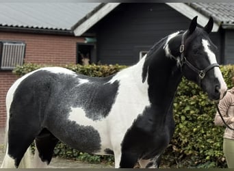 KWPN, Stallion, 3 years, 16 hh, Pinto