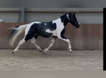 KWPN, Stallion, 3 years, 16 hh, Pinto