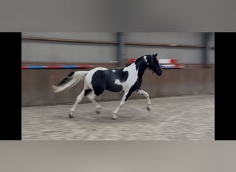 KWPN, Stallion, 3 years, 16 hh, Pinto